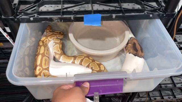 3 MORE Locks! New Updates - Ball Python Breeding 2022 Season