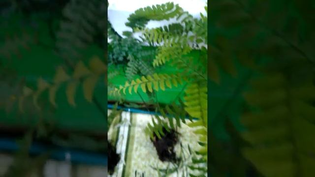 Заказ с Хостами, папоротниками и примулами. смотреть онлайн