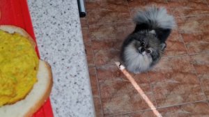 Шпиц отказывается от еды, какая причина, почему не ест, что делать?