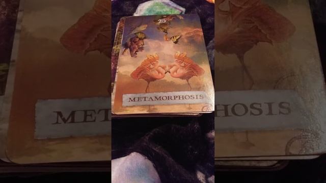 Enchanted Map Oracle by Colette Baron-Reid Review смотреть онлайн