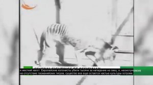 Тасманский тигр