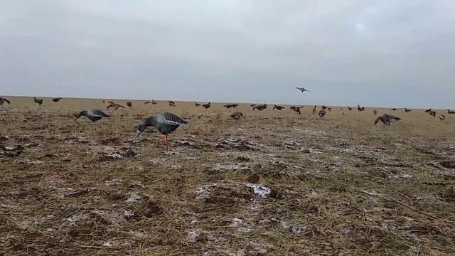 Охота на Гуся - Как выглядят чучела гусей в открытом поле | Сезон Охоты