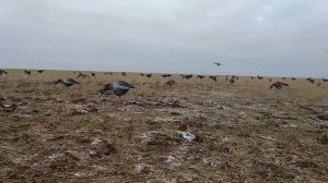 Охота на Гуся - Как выглядят чучела гусей в открытом поле | Сезон Охоты