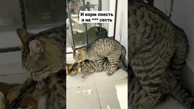 Кошка ест корм и попутно занимается делом😄