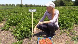 Земляника садовая  Агротехника  Клубничная ферма Лесниченко