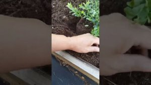 Брусника Коралл. Размножение