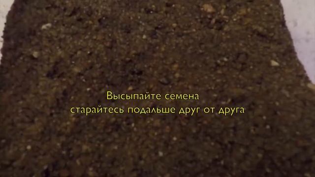 Как сеять семена литопсов? Смешная версия смотреть онлайн