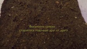 Как сеять семена литопсов? Смешная версия
