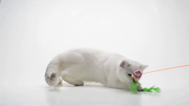 Тейлор серебренный шиншила с голубыми глазами BRI,ns 11.33. смотреть онлайн