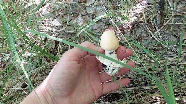 Что растет в начале лета в засуху. Грибы 2022 года. Как выглядит поплавок шафранный. смотреть онлайн