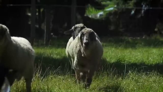 Весёлая немецкая песенка  Рамштайн не тот, учим немецкий.mp4