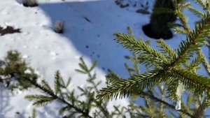 Формирую ель конусом?Начало