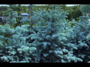 Черенкование ели.#ель #голубаяель #черенкование #черенкованиеели #размножение