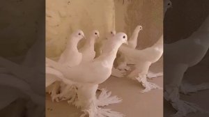 Голуби Иранцы порода Тебризы