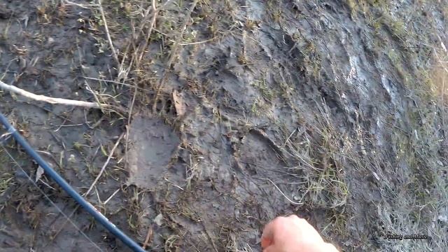 Голавль на куриную печень весной на реке. Как ее удержать на крючке. Куриная печень+эластичный бинт