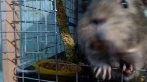 Дрессировка морской свинки!!!