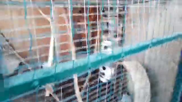 Я в зоопарке. Экопарк Калуга. Белки) смотреть онлайн