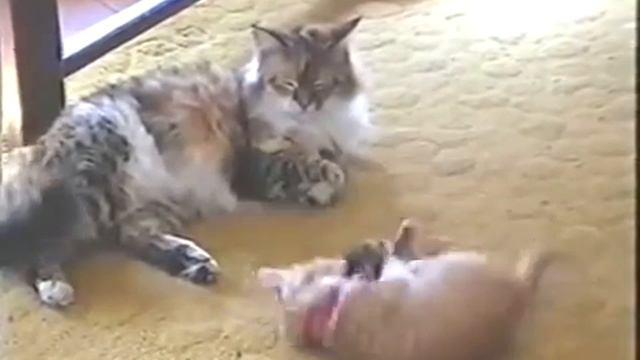 Приколы. Самое смешное видео. Смешные животные. 2017 Апрель №82 смотреть онлайн