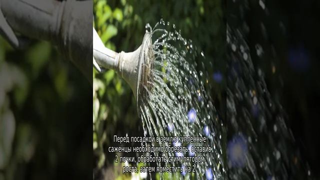 Роза Императрица Фарах смотреть онлайн