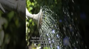 Роза Императрица Фарах