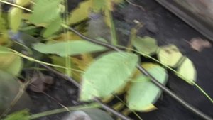 Правильная Посадка Грецкого Ореха Осенью.