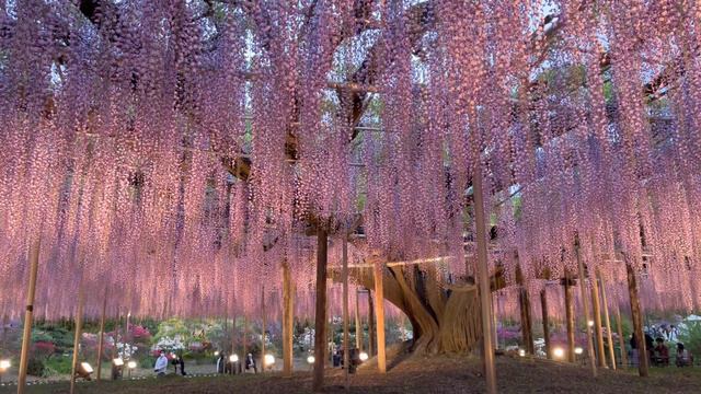 The Tale of the Great Wisteria l Ashikaga Flower Park l Tochigi 4252021 4K