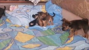 Щенки играют 2