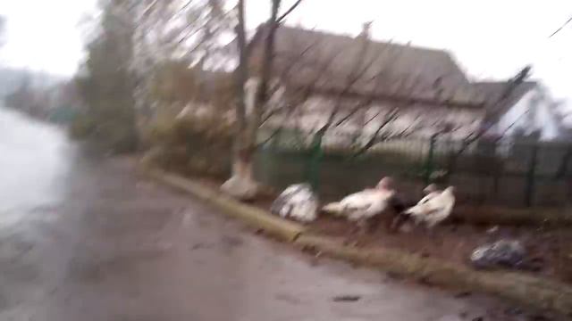 Индюки сепаратисты смотреть онлайн