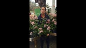 Plant of the Week…Syringa ‘Josee’ - Dwarf Lilac