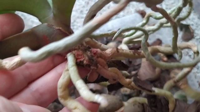 Пересадка орхидеи "Сезам".??? смотреть онлайн