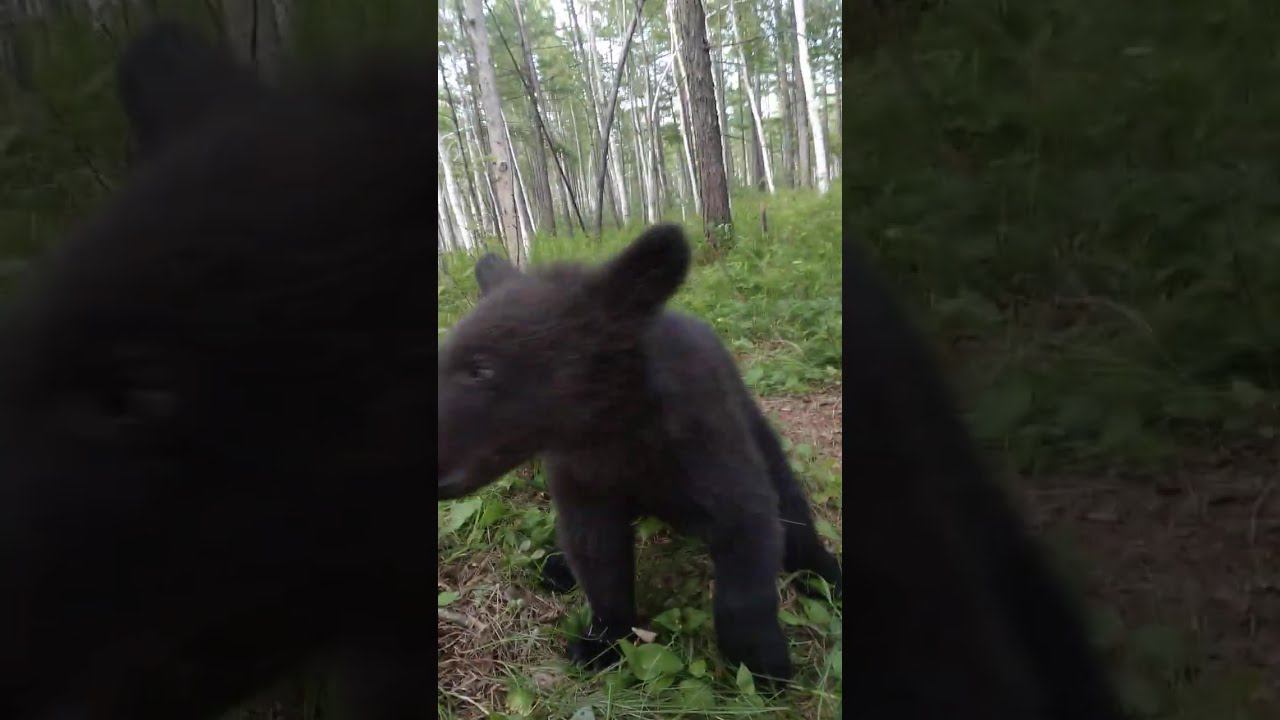 Медвежонок учится хулиганить.