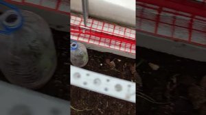 фитолента для растений