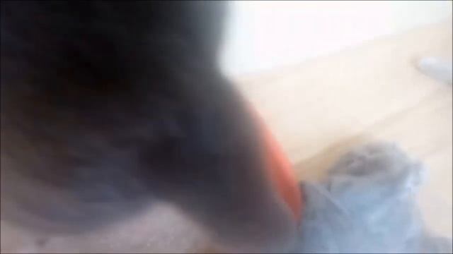Британские и шотландские котята.Приучаем к лотку.Котятам один месяц
