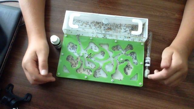 Описание муравьиной фермы стандартного вида смотреть онлайн