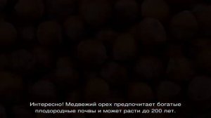 Орешник (орех) — это дерево или кустарник