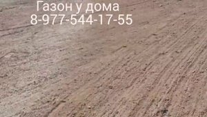 Посевной газон на суглинке на 2 дня, без завоза плодородного слоя.