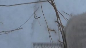 Промерзание почвы и снежный покров на прямом посеве и минимальной обработке