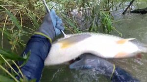 Подводная охота по силуэтам. Подводная охота в мутной воде. Сом. Белый амур