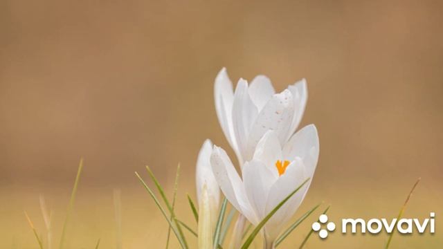 Самая классная музыка для РЕЛАКСА.Лучше музыки для релакса не найти.Слушай до конца,будь расслаблен