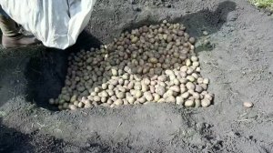 Огород: только выкопали картошку и опять закапываем. Бурт: как сохранить картошку /Живу в деревне