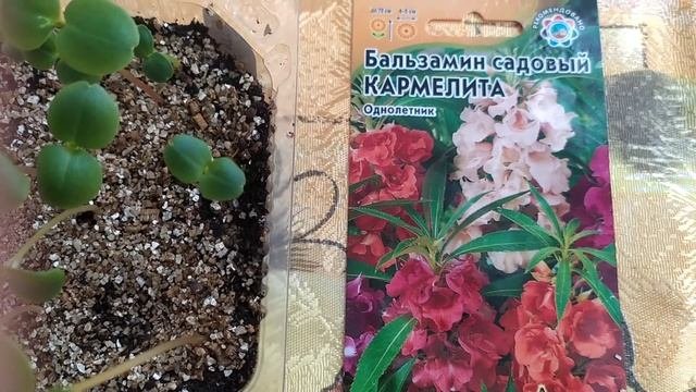 Бальзамин садовый Кармелита. Выращивание из семян.