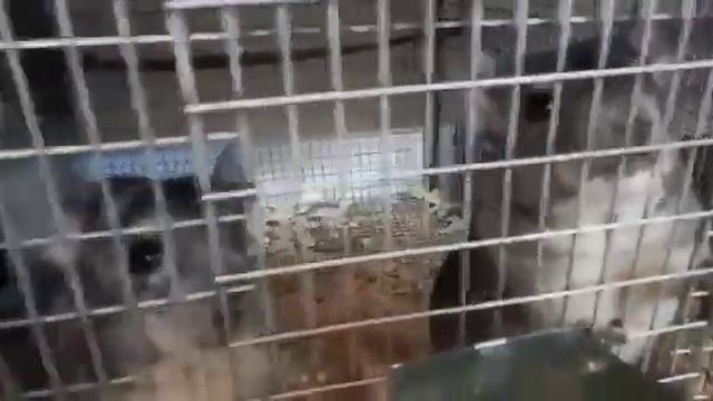 Видео отзыв от нашего партнёра с Алтайского края. Ферма шиншилл - Шиншилла клуб