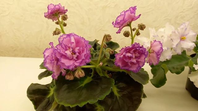 Цветущие фиалки из коллекции Голубевой Татьяны 04.02.2022 смотреть онлайн