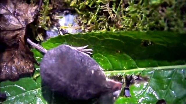 Самый свирепый и прожорливый хищник, животные Евразии, землеройка смотреть онлайн