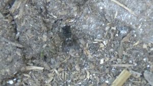 Лучшее средство против мух Насекомые уйдут навсегда Веселая семейка