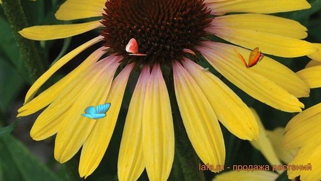 Эхинацея пурпурная Рейнбоу Йеллоу ? обзор: как сажать, саженцы эхинацеи Рейнбоу Йеллоу смотреть онлайн