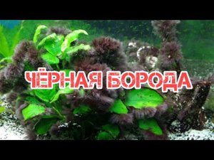 ПРИЧИНЫ ПОЯВЛЕНИЯ ЧЁРНОЙ БОРОДЫ И СПОСОБЫ БОРЬБЫ С НЕЙ