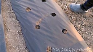 Агроспан или плёнка.