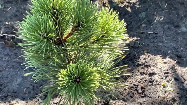 СОСНЫ НА ШТАМБАХ И ИХ СОСЕДИ смотреть онлайн