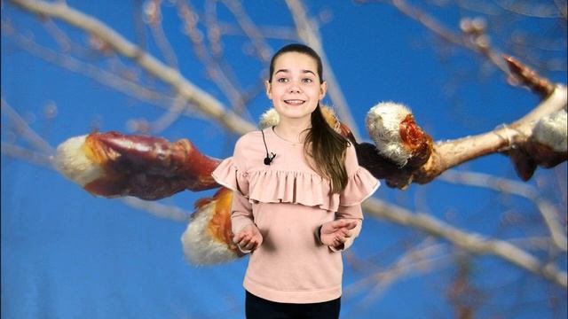 Почему на деревьях весной набухают почки?